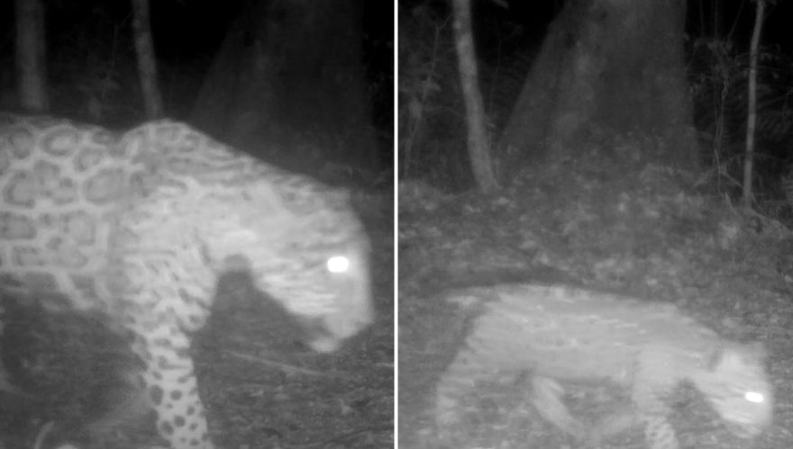 Tem filhote novo na área: onça-pintada vira mamãe no Iguaçu