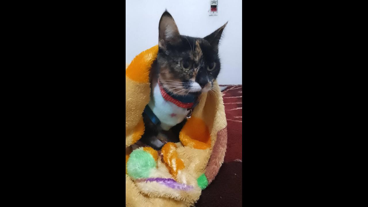 Gata Bela desapareceu no bairro Interlagos
