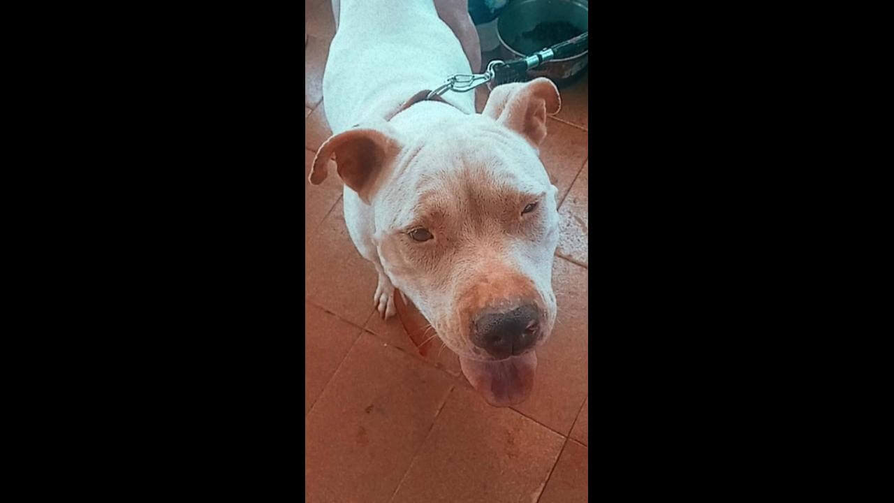 Cachorra Meg desapareceu no bairro Tarumã