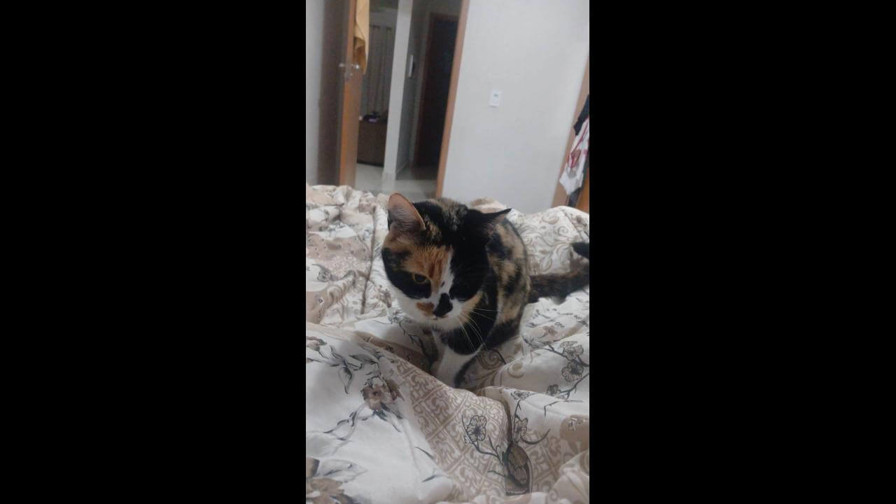 Gata Pipoca desapareceu no bairro Jardim Montovani