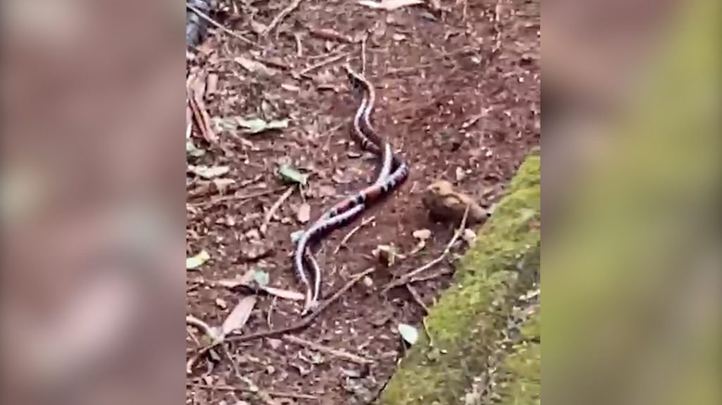 Romance ou disputa territorial? Cobras se entrelaçam no Parque Vitória