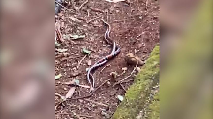 Romance ou disputa territorial? Cobras se entrelaçam no Parque Vitória