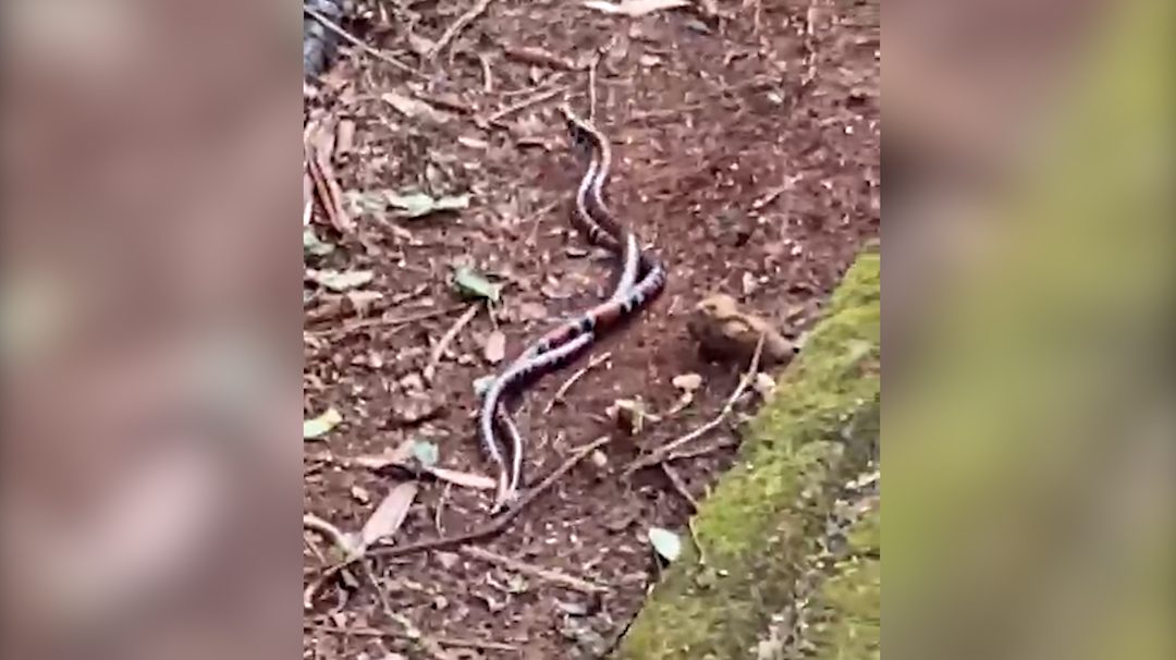 Romance ou disputa territorial? Cobras se entrelaçam no Parque Vitória