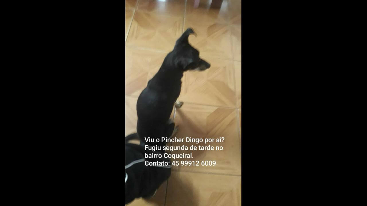 Cachorro Dingo desapareceu no bairro Coqueiral