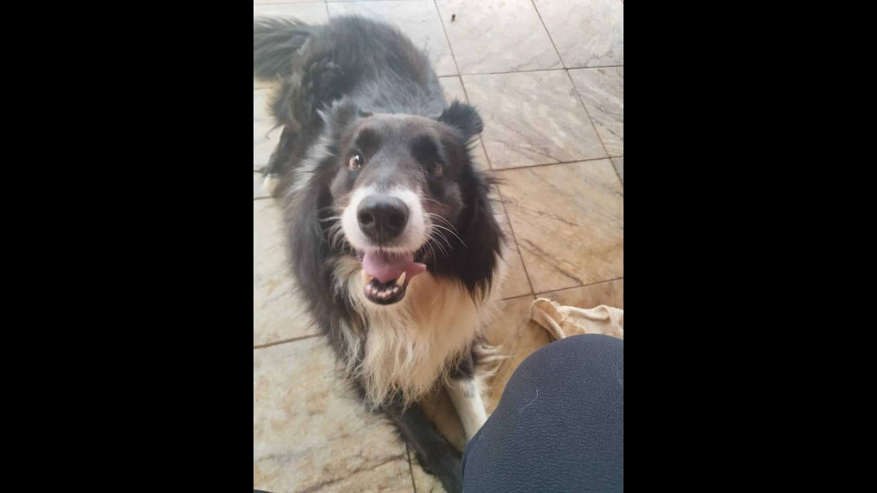 Cachorro Thor desapareceu no bairro Cataratas
