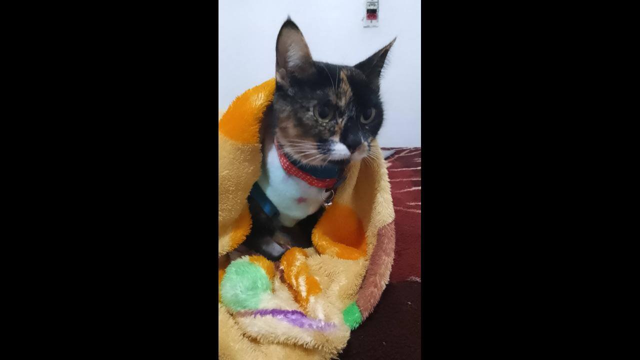 Gata é encontrada no bairro Interlagos