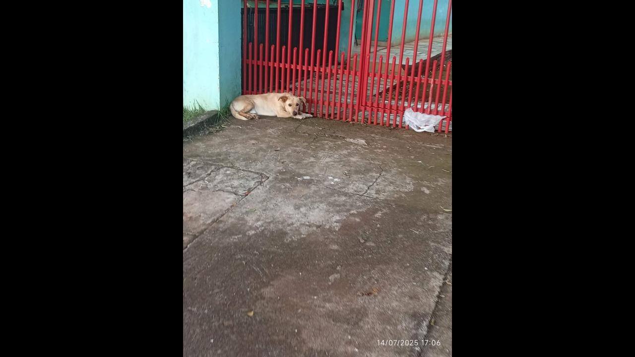 Cachorro é encontrado no bairro Periolo Cachorro é encontrado no bairro Periolo