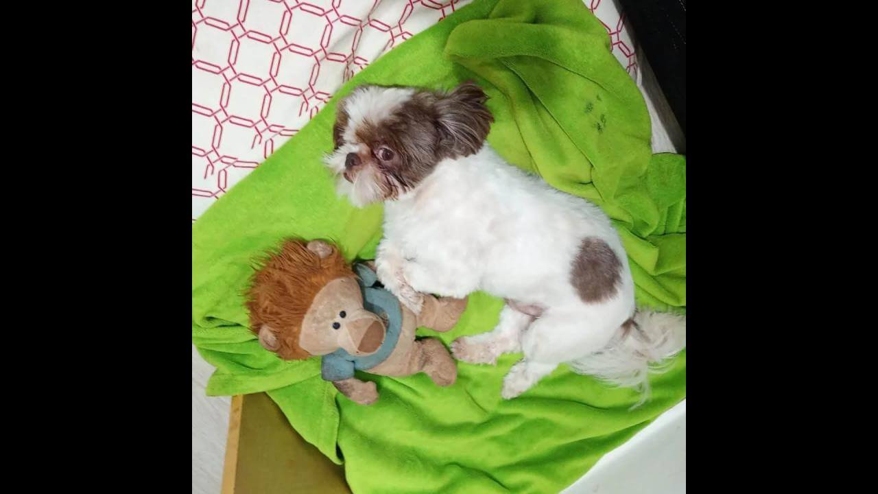 Cachorro Nick desapareceu no bairro Nova Cidade Cachorro Nick desapareceu no bairro Nova Cidade