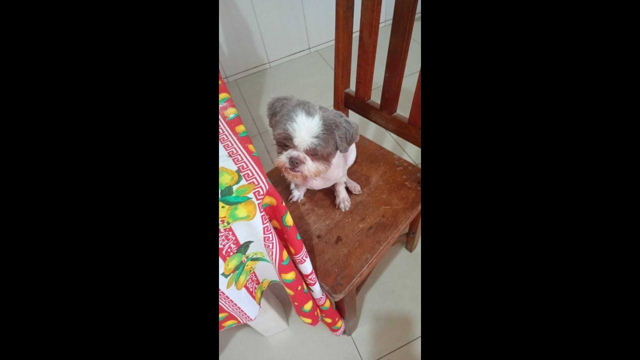 Cachorro Nick desapareceu no bairro Nova Cidade Cachorro Nick desapareceu no bairro Nova Cidade