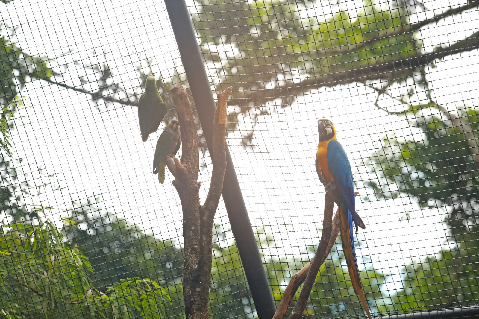 Zoológico de Cascavel vira o point das férias e abre mais dias para criançada Zoológico de Cascavel vira o point das férias e abre mais dias para criançada