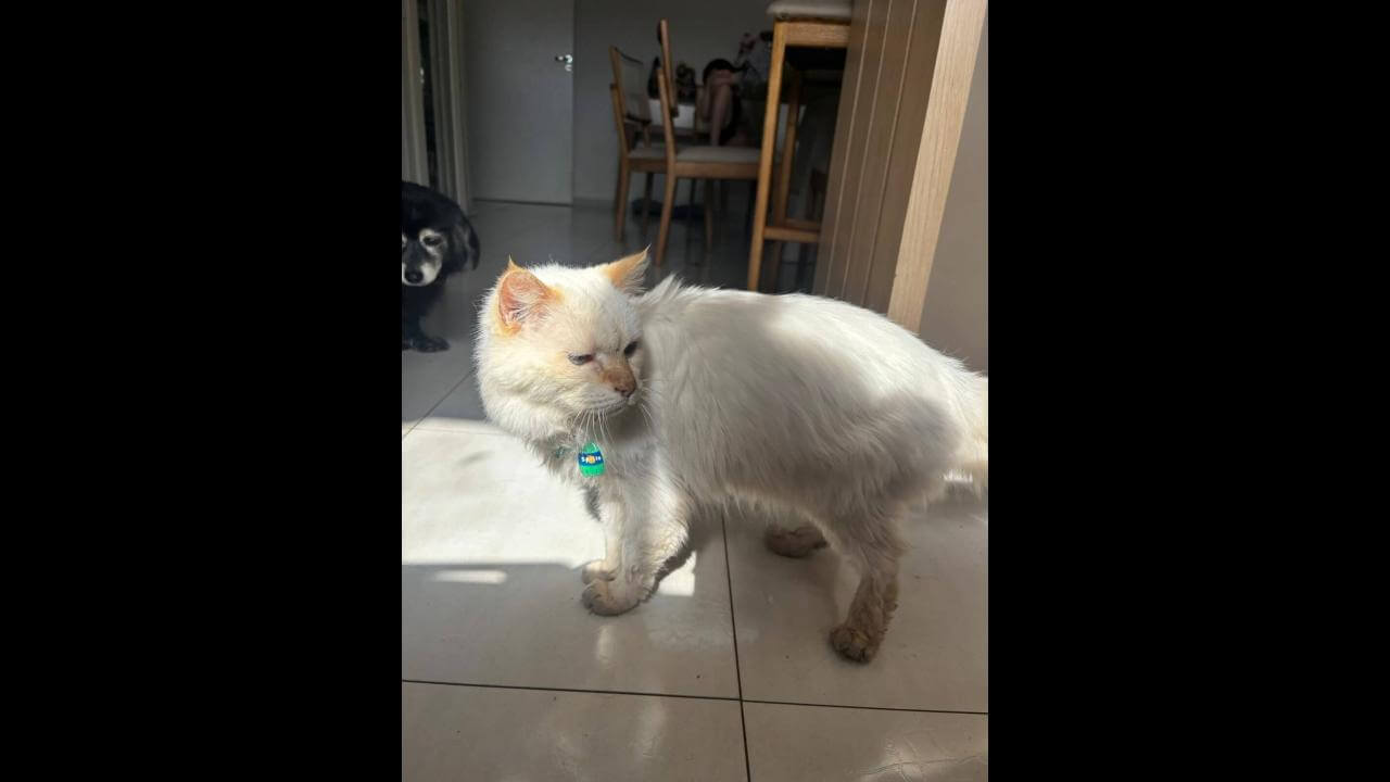 Gato é encontrado no bairro Cancelli Gato é encontrado no bairro Cancelli
