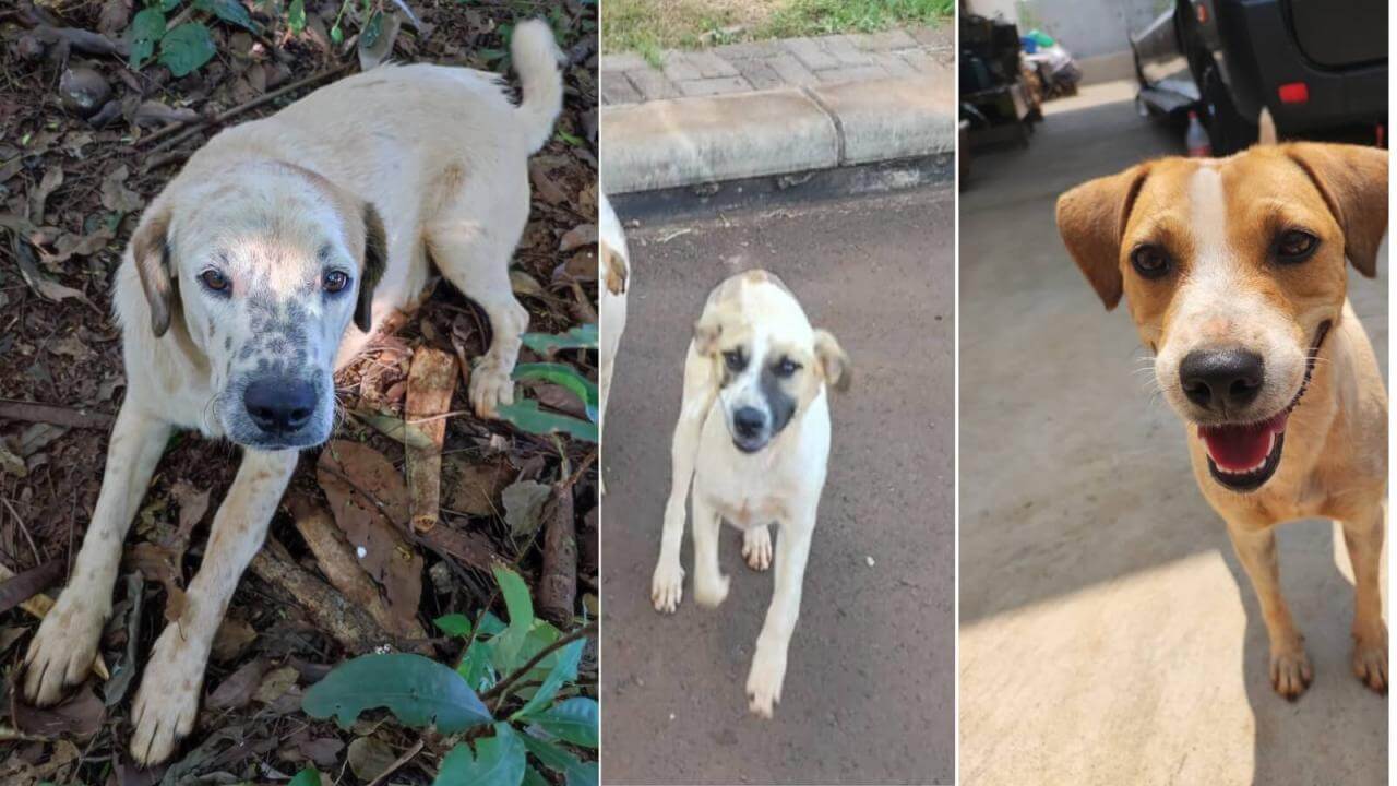 Cachorros Floquinho, Bafinho e Branquinha desapareceram no bairro Brasmadeira Cachorros Floquinho, Bafinho e Branquinha desapareceram no bairro Brasmadeira