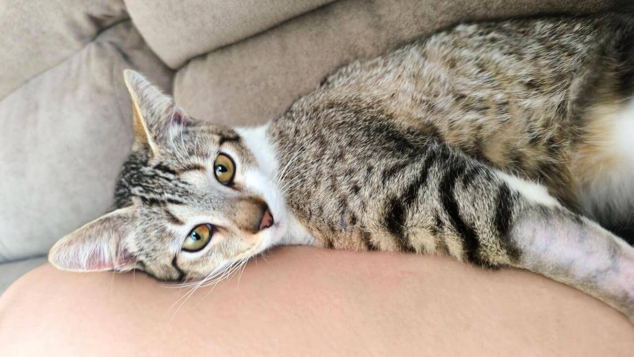 Gato é encontrado no bairro Universitário