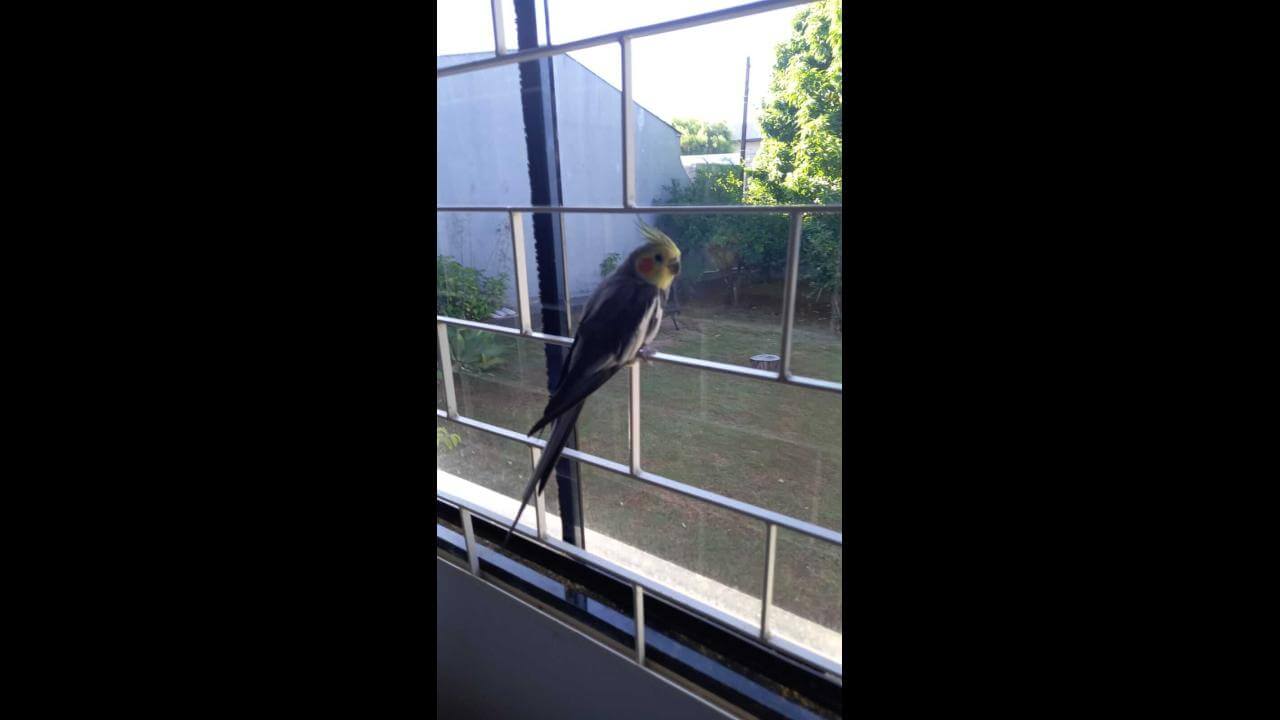 Calopsita TETEU desapareceu no bairro Centro