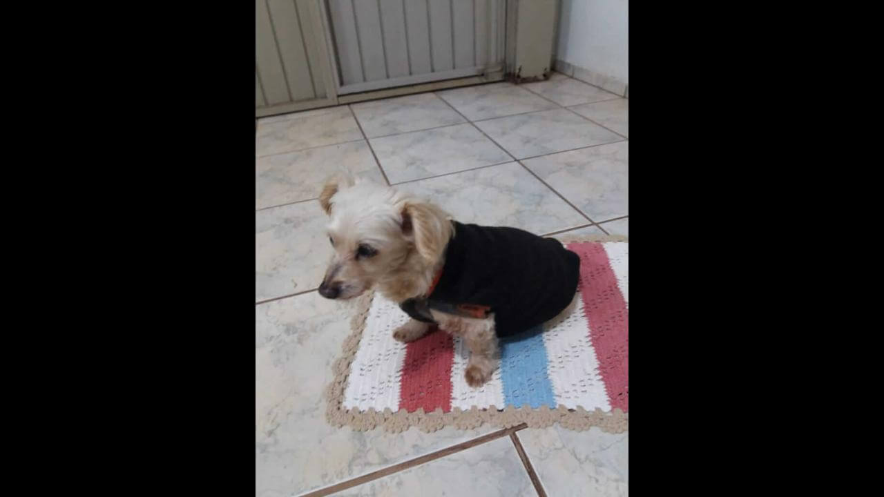 Cachorro é encontrado no bairro Parque São Paulo