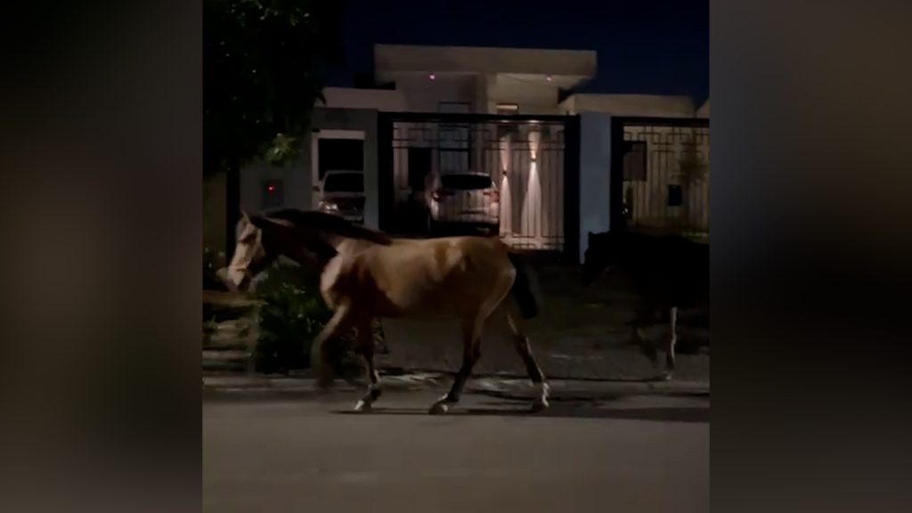 Cavalos “passeiam” pelas ruas do Bairro Universitário e chamam atenção de moradores