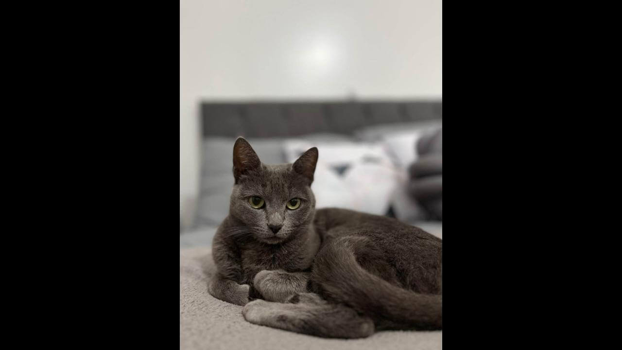 Gata Lena desapareceu no bairro Esmeralda
