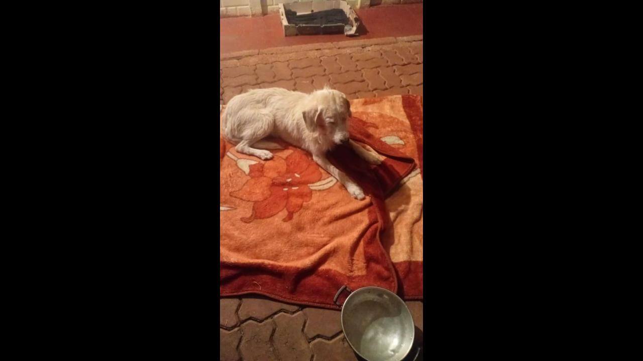 Cachorro Bili desapareceu no bairro Santos Dumont Cachorro Bili desapareceu no bairro Santos Dumont