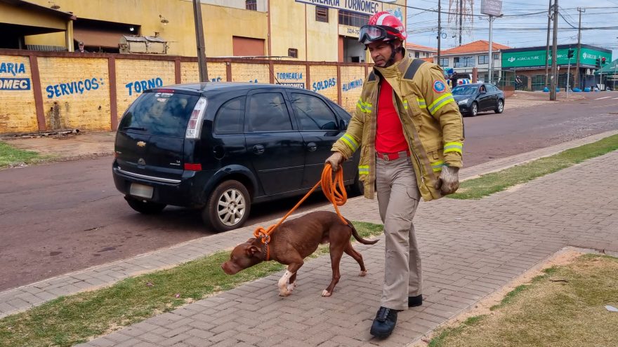 Pitbull é capturado pelos Bombeiros após invadir supermercado em Cascavel