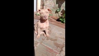 Imagem referente a Cachorra Pandora da raça Pitbull desapareceu no bairro Floresta