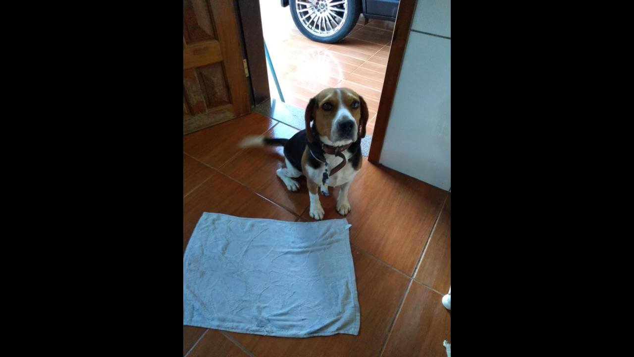 Cachorro Ozzy desapareceu no bairro Canadá