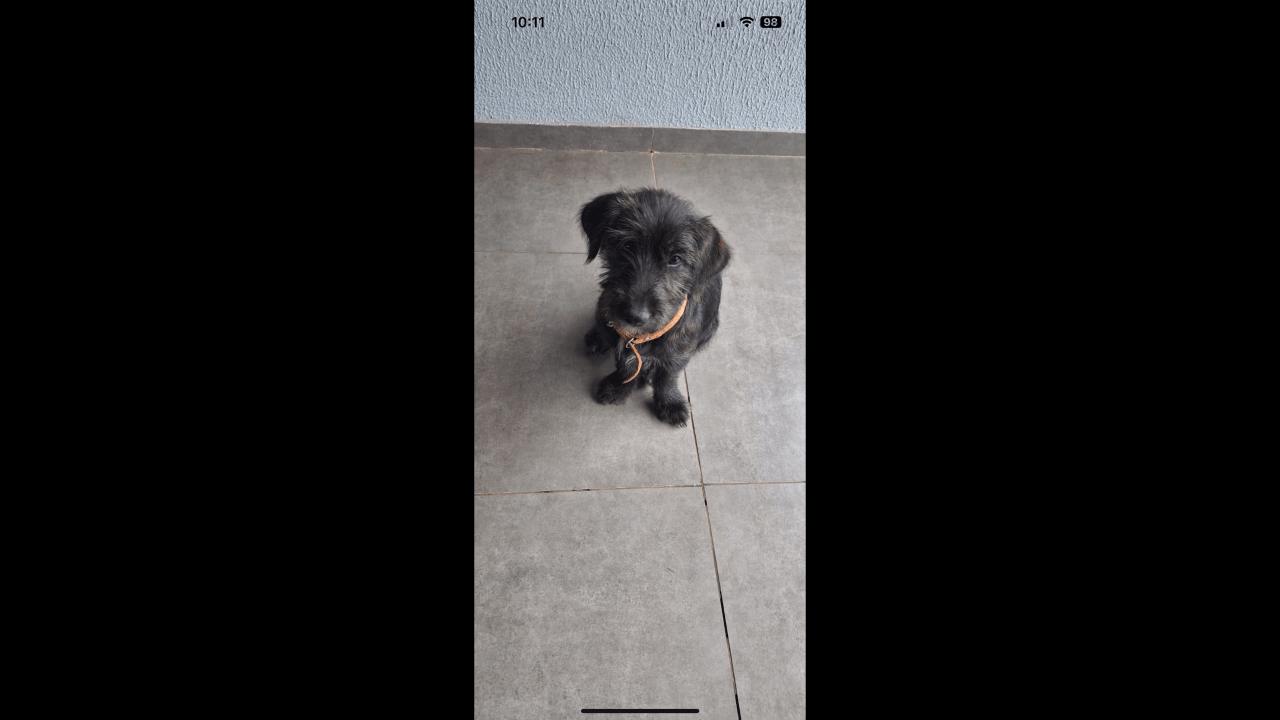 Cachorro é encontrado no bairro Santa Felicidade