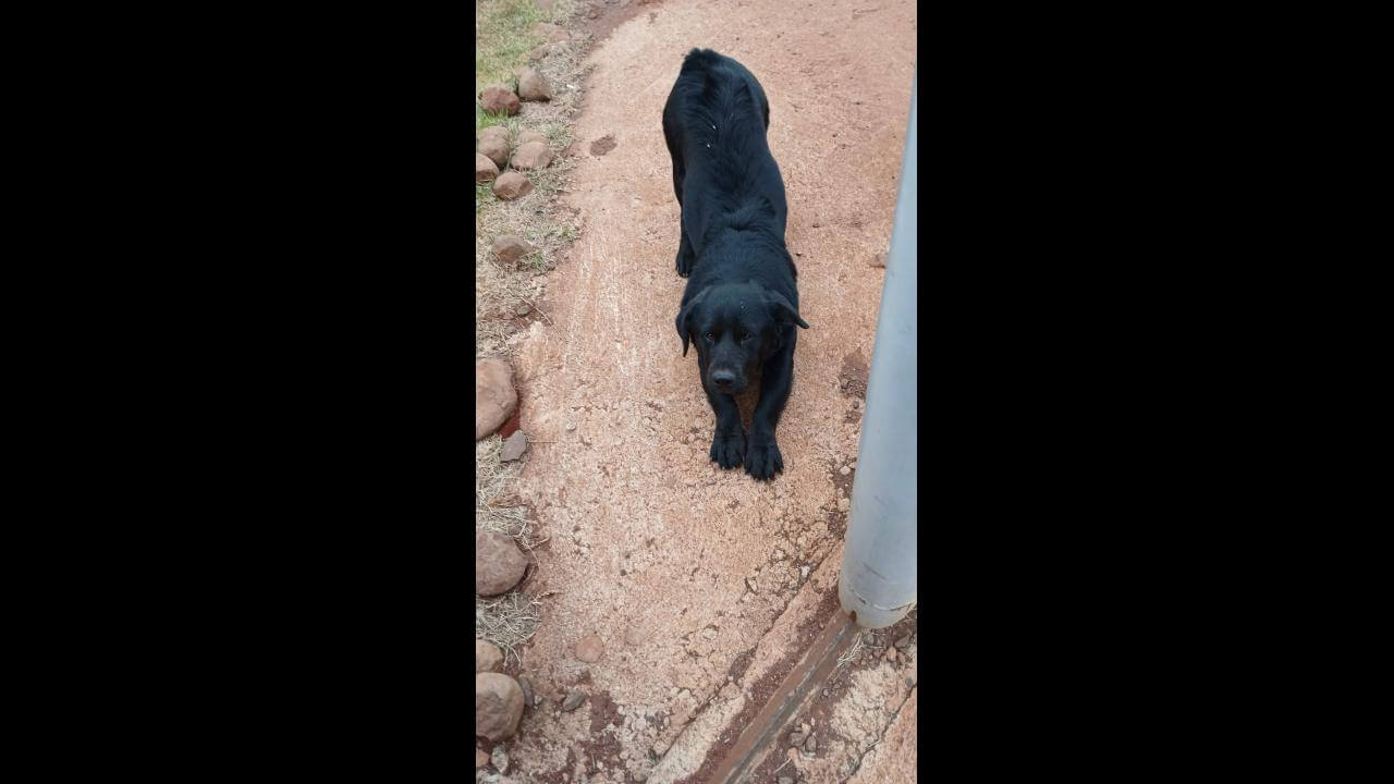 Cachorro é encontrado no bairro Morumbi