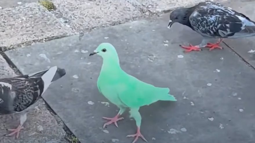 Pombo verde neon é flagrado em praça de igreja