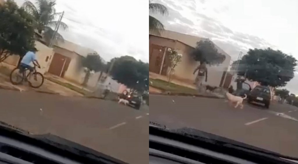 Vídeo mostra cachorro sendo atacado por Pitbulls