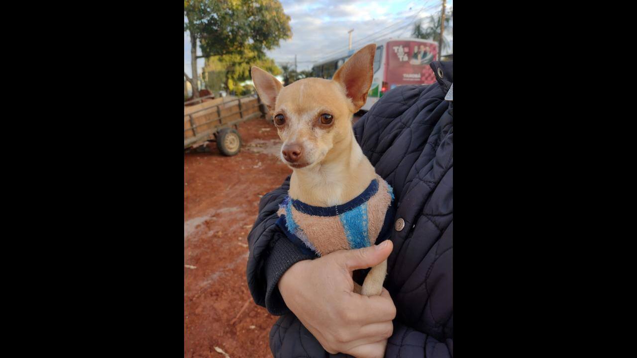 Cachorro é encontrado no bairro Universitário