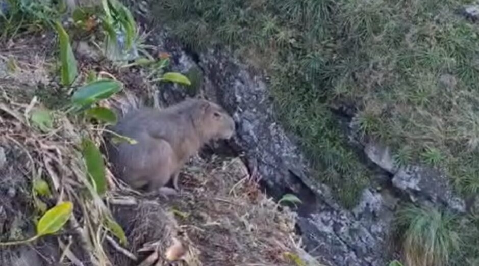 Capivara vive situação dramática após despencar de penhasco