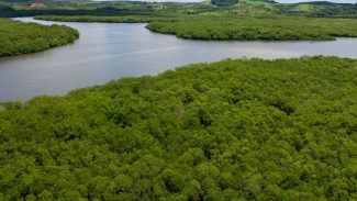 Campanha pede criação de reserva para proteger manguezal em Pernambuco