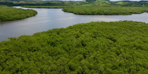 Campanha pede criação de reserva para proteger manguezal em Pernambuco Imagem referente a Campanha pede criação de reserva para proteger manguezal em Pernambuco
