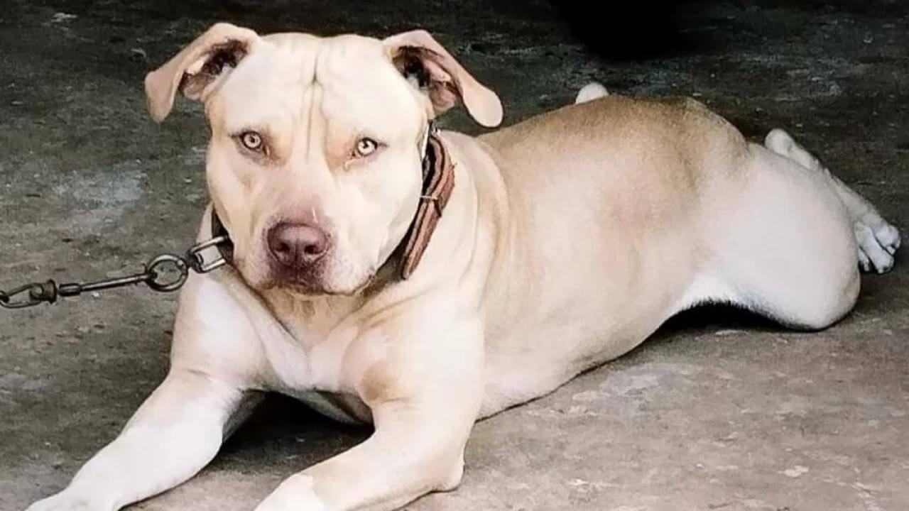 Cachorro Thor desapareceu no bairro Periolo