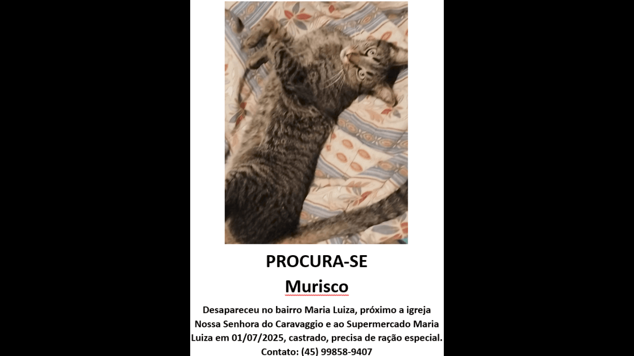 Gato Murisco desapareceu no bairro Maria Luiza
