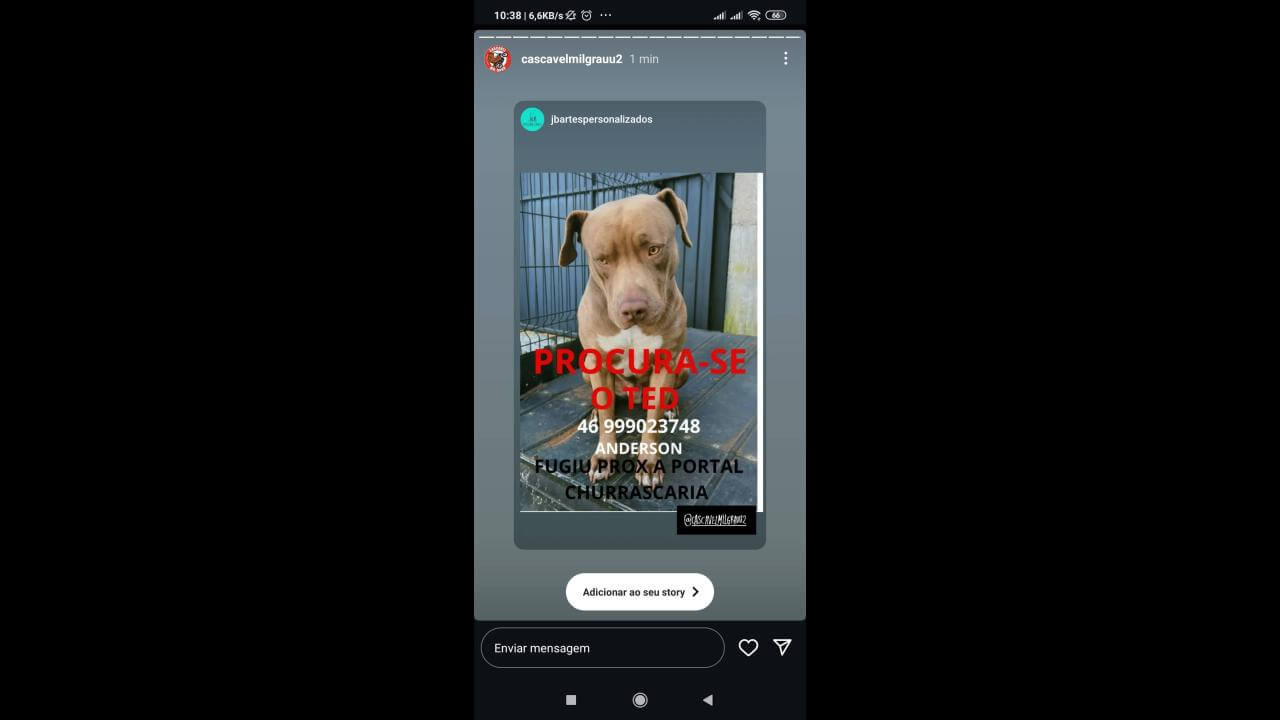 Cachorro Ted desapareceu no bairro BR 277