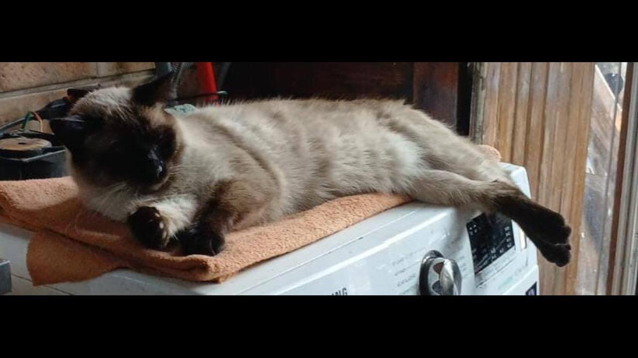 Gata Mila desapareceu no Riviera