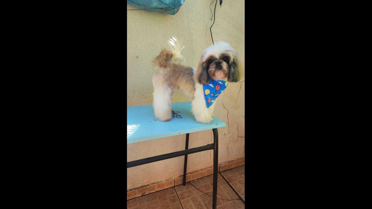 Cachorra Nina desapareceu no bairro Santa Cruz