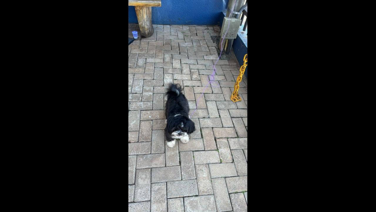 Cachorro é encontrado no bairro Fag