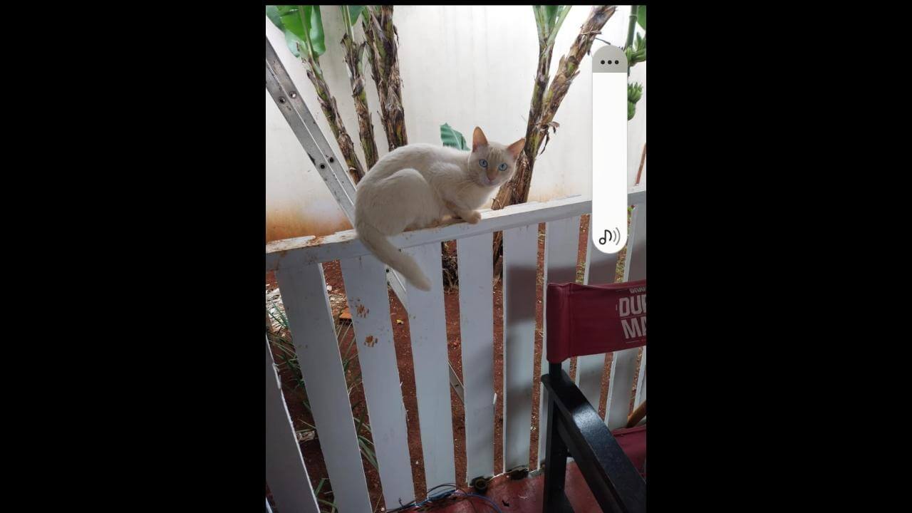 Gato Floquinho desapareceu no bairro Neva Gato Floquinho desapareceu no bairro Neva