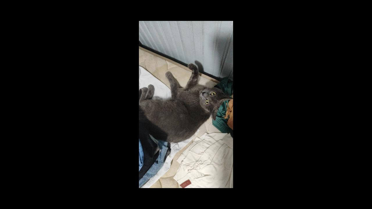 Gato Gaspar desapareceu na Região do Lago