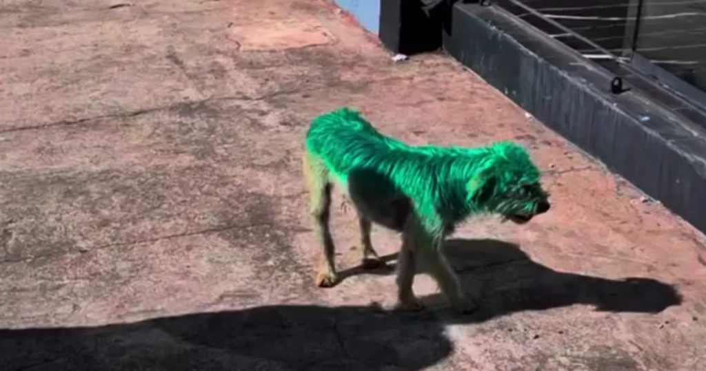 Lamentável! Cachorro é pintado de verde e polícia investiga o caso