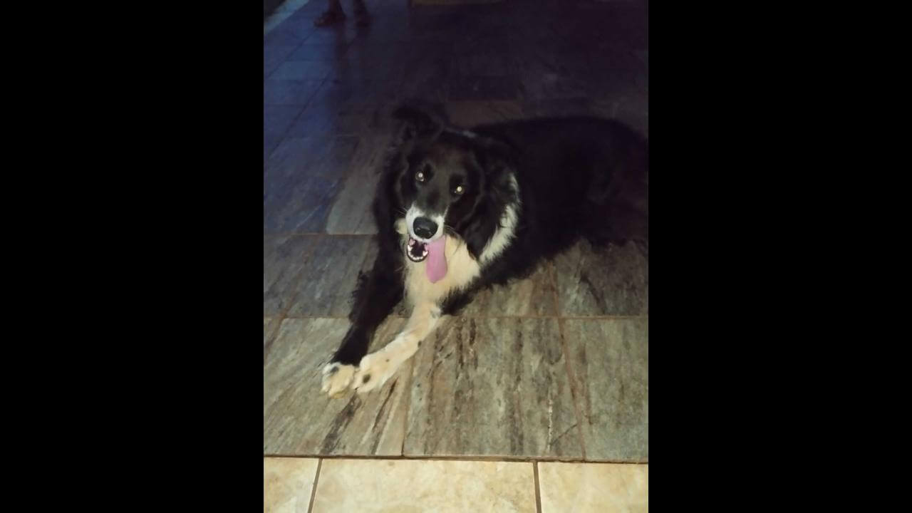 Cachorro Thor desapareceu no Cataratas