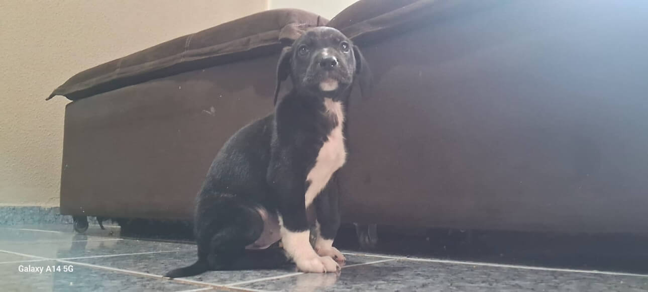 Cachorra Amora desapareceu no bairro Colonial