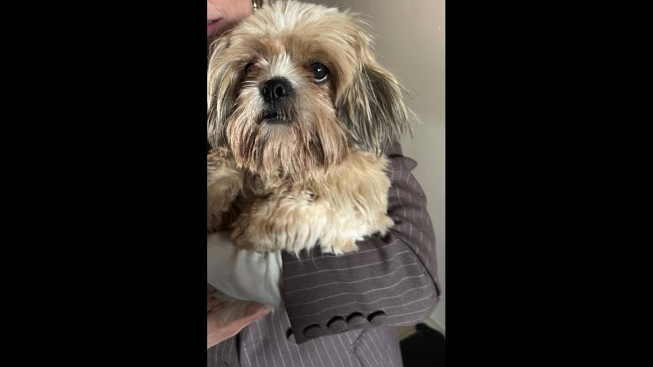 Cachorro é encontrado no bairro Parque São Paulo