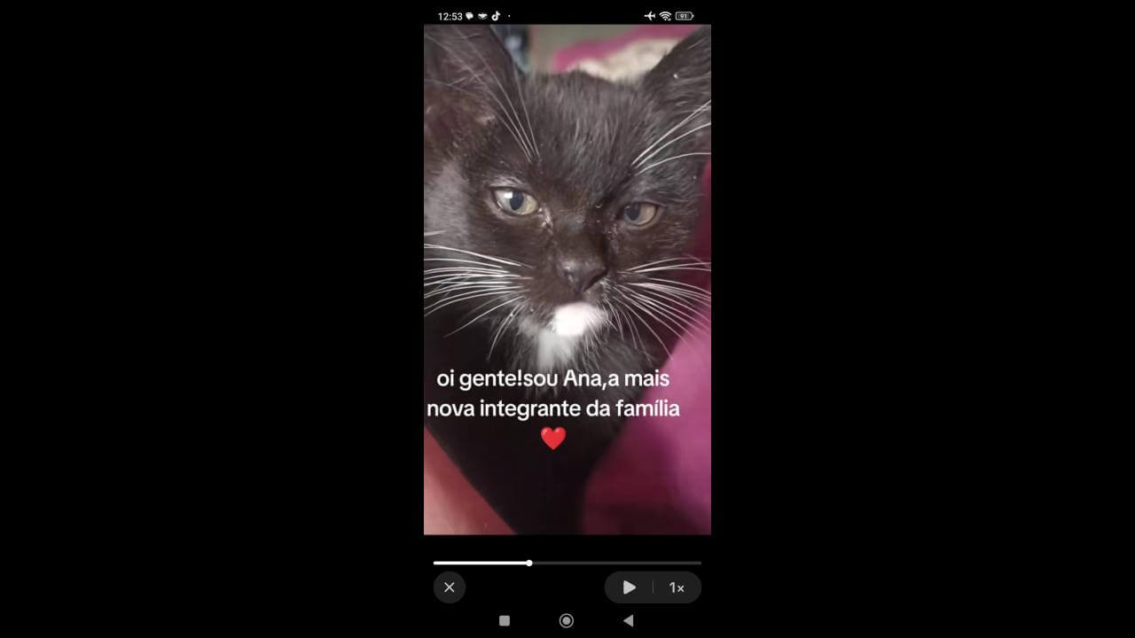 Gata Ana desapareceu no bairro Santo Onofre
