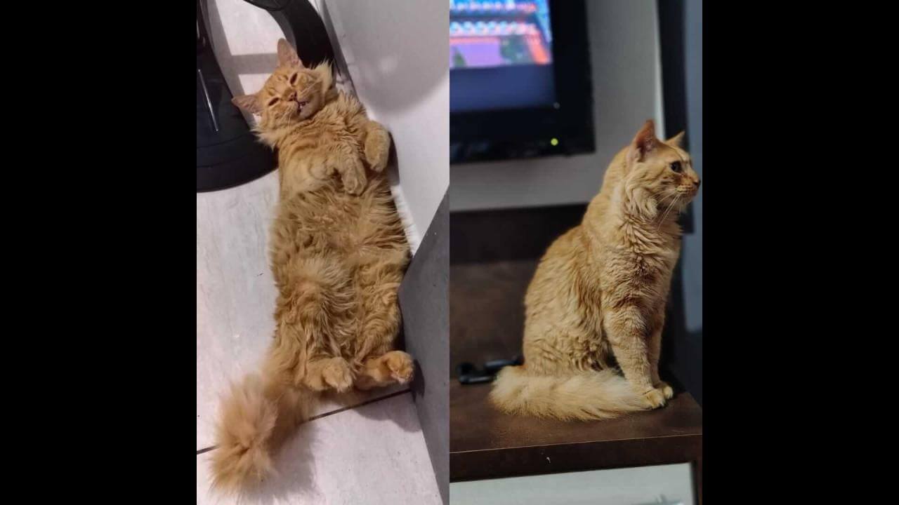 Gato Ted desapareceu no bairro Interlagos