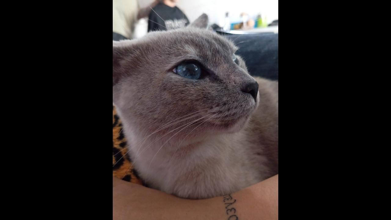Gata Luna desapareceu no bairro Montreal