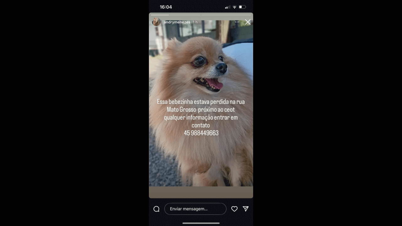 Cachorra é encontrada no bairro Centro