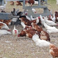 Ceará registra foco de gripe aviária em criação doméstica Imagem referente a Ceará registra foco de gripe aviária em criação doméstica